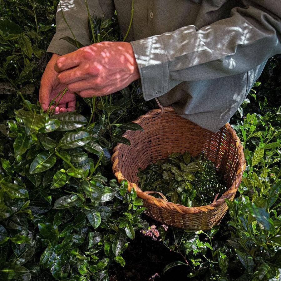 Tour d'horizon des grands cultivars de matcha et pourquoi l'assemblage peut surpasser le monocultivar.